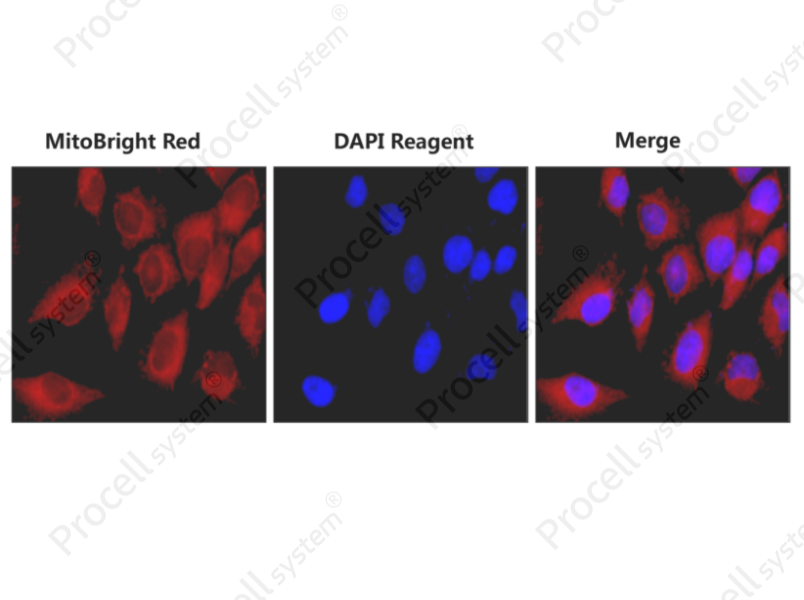 MitoBright Red Probe Assay Kit