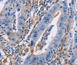 CD54 Polyclonal Antibody - 3