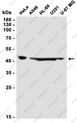 Recombinant ING1 Monoclonal Antibody - 2