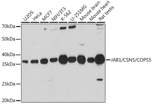 Western blot analysis of extracts of various cell lines using JAB1/CSN5/JAB1/CSN5/COPS5 Polyclonal Antibody at 1:1000 dilution.