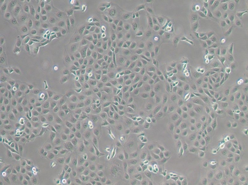 WSU-HN6 Cell Complete Medium-searchlist-1
