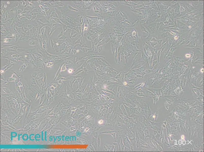 TCCSUP Cell Complete Medium - 1