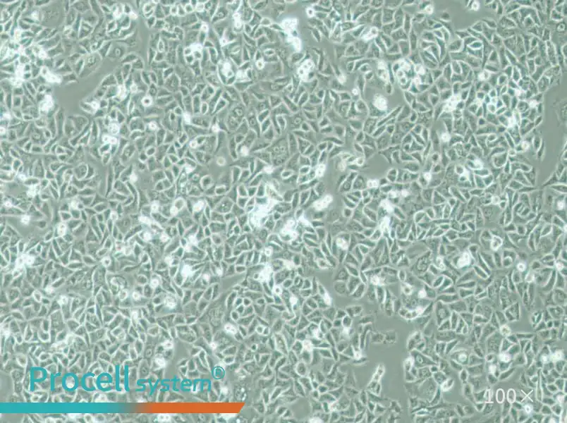 G-401 Cell Complete MediumG-401 Cell Complete Medium - 3