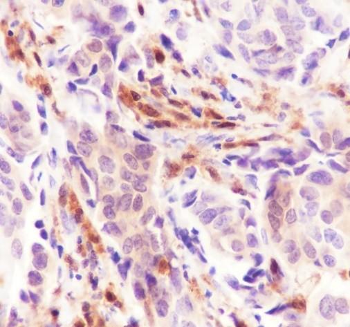 Recombinant TMS1/ASC Monoclonal Antibody - small - 2