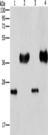 Western Blot analysis of Mouse liver tissue and k562 cell, hela and 293T cell using LIN28B Polyclonal Antibody at dilution of 1:550