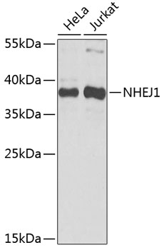 Western blot analysis of extracts of various cell lines using NHEJ1 Polyclonal Antibody at 1:1000 dilution.