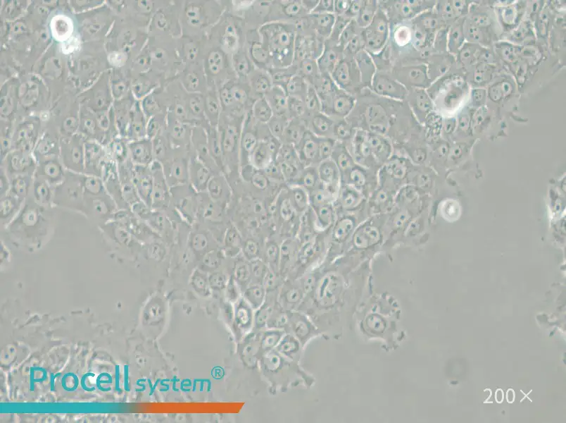 MCF-12A Cell Complete Medium - 6