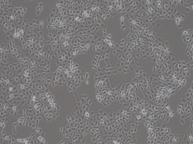 HCC1806 Cell Complete MediumHCC1806 Cell Complete Medium - 3