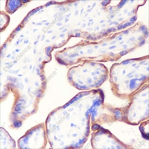 Recombinant CD59 Monoclonal Antibody - 2