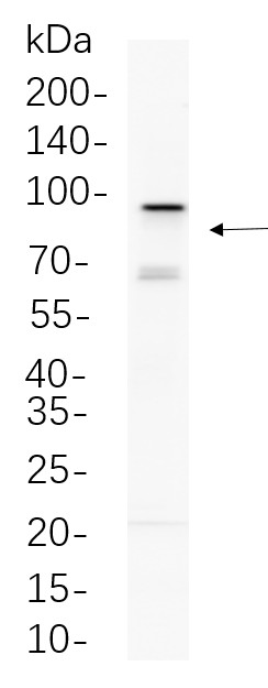 Recombinant EZH2 Monoclonal Antibody-searchlist-1