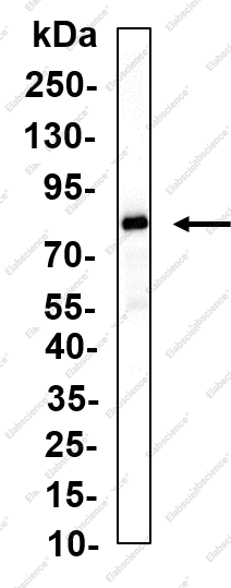 Recombinant MOES Monoclonal Antibody - 1