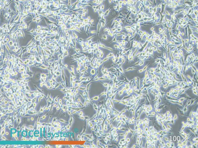 LA795 Cell Complete Medium - 1