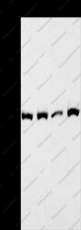 CAPN1 Polyclonal Antibody - 1