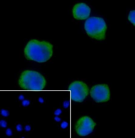 Recombinant STING Monoclonal Antibody - small - 5