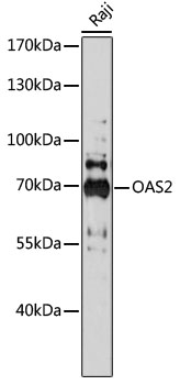 Western blot analysis of extracts of Raji cells using OAS2 Polyclonal Antibody at 1:1000 dilution.