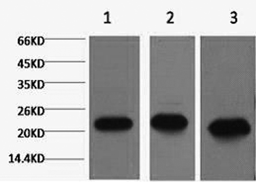 Western Blot analysis of 1) MCF7, 2) Rat kidney, 3) Mouse brain using PRDX1 Monoclonal Antibody at dilution of 1:2000.