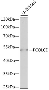 Western blot analysis of extracts of U-251MG cells using PCOLCE Polyclonal Antibody at 1:1000 dilution.