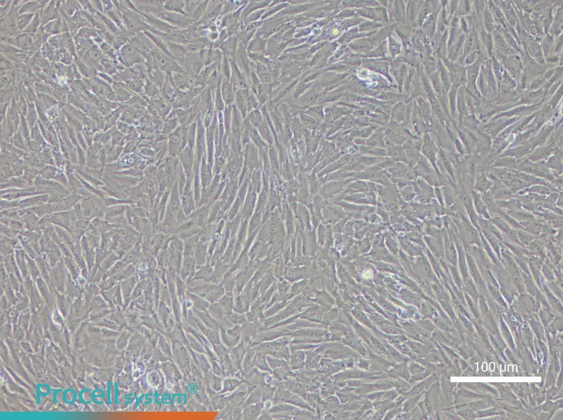 Rabbit Adipose-Derived Stem Cell Complete Medium - 1