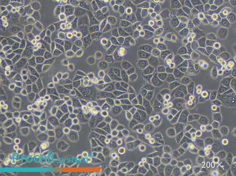 MDA-MB-468 (L15) Cell Complete Medium - 4