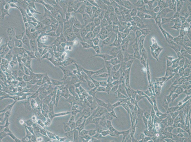 ATDC-5 Cell Complete Medium - small - 4