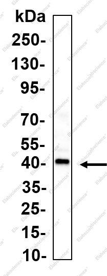 Recombinant OGG1 Monoclonal Antibody - 1