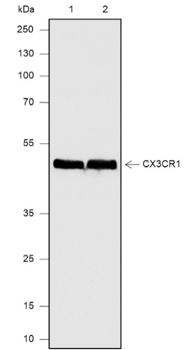 Recombinant CX3CR1 Monoclonal Antibody-searchlist-1