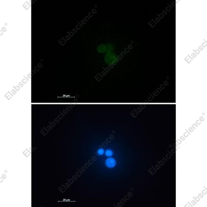 Recombinant Matrin 3 Monoclonal Antibody - 3