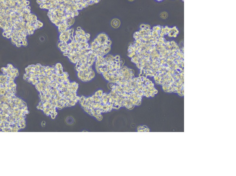 NCI-H187 Cell Complete Medium - 4