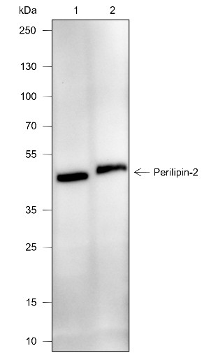 Recombinant Perilipin-2 Monoclonal Antibody-searchlist-1
