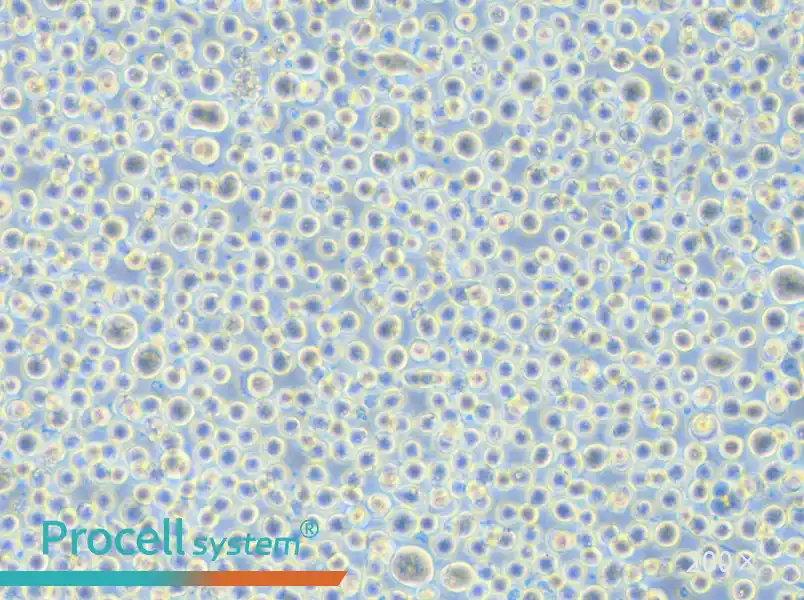 TF-1 Cell Complete Medium - 5