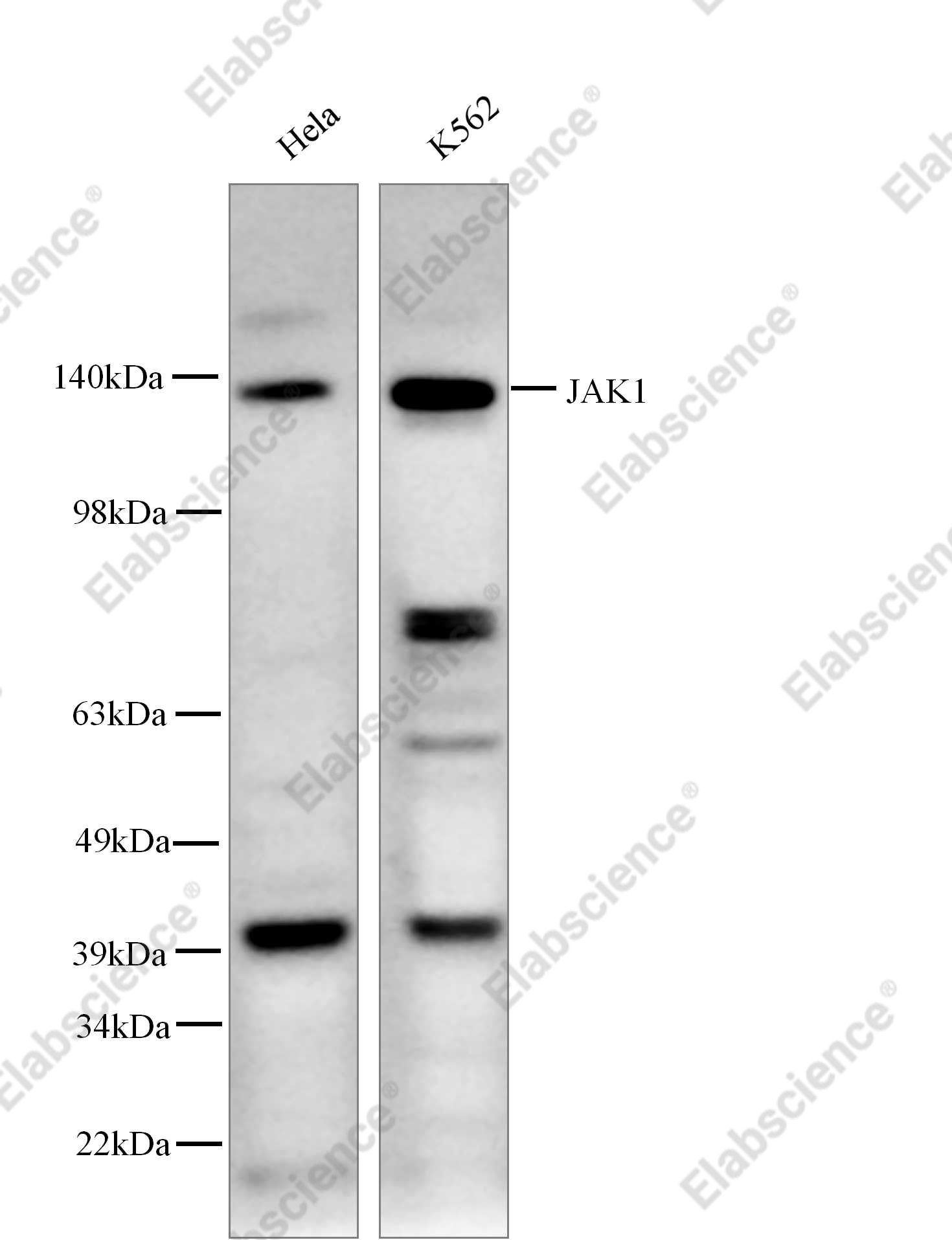 Recombinant JAK1 Monoclonal Antibody - 1