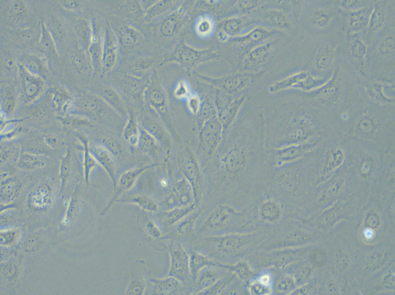 LX-2 Cell Complete Medium - 4