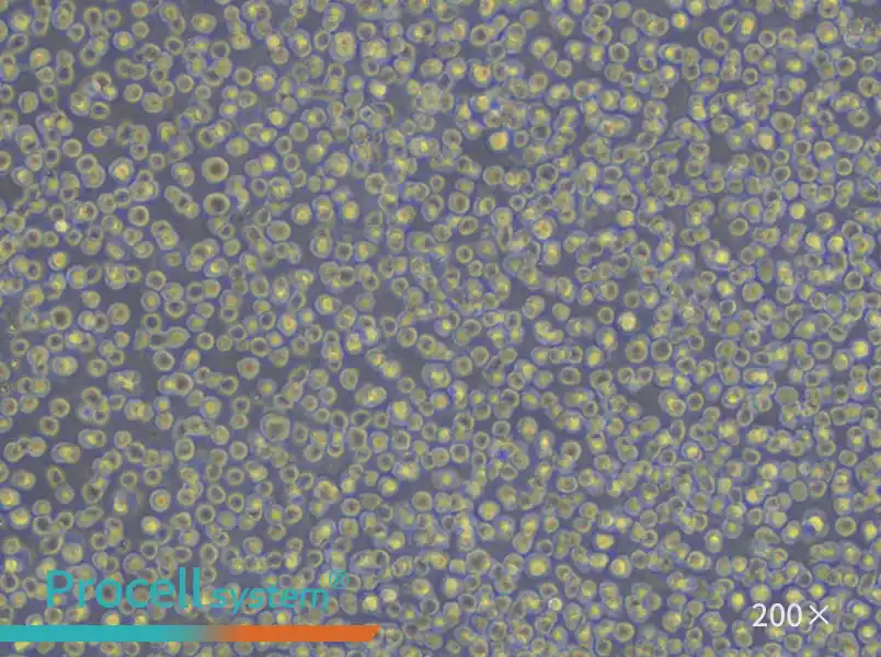 U-937 Cell Complete Medium - small - 4