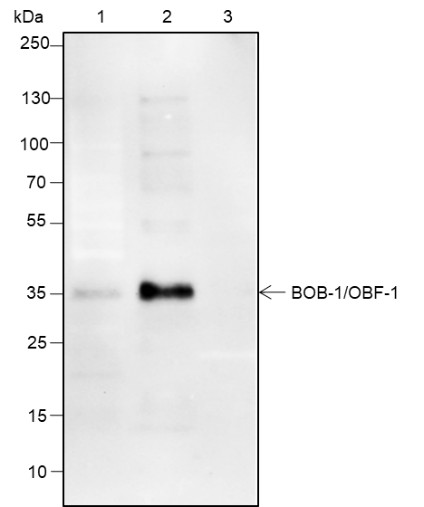 Recombinant BOB-1/OBF-1 Monoclonal Antibody - small - 4