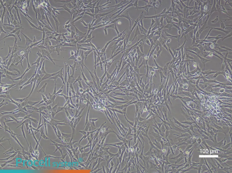 Chicken Preadipocyte Complete Medium - 3