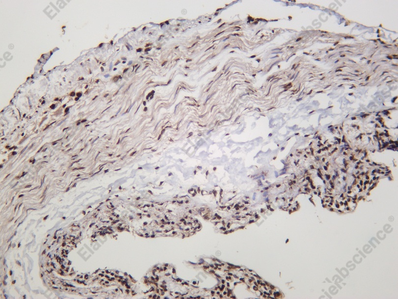 Recombinant Histone H3.3 Monoclonal Antibody - 2