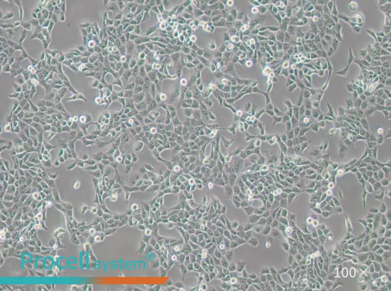 CAL 27 Cell Complete Medium - 2