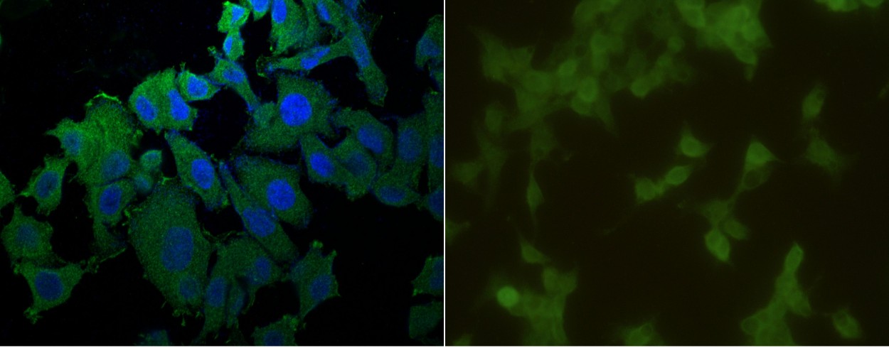 CD40/TNFRSF5 Monoclonal Antibody - small - 2