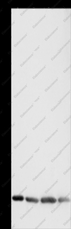 BAX Polyclonal Antibody - 1