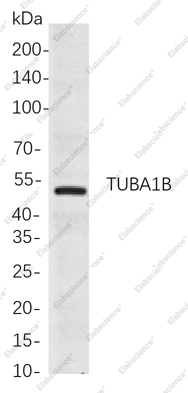 Recombinant TUBA1B Monoclonal Antibody - 1
