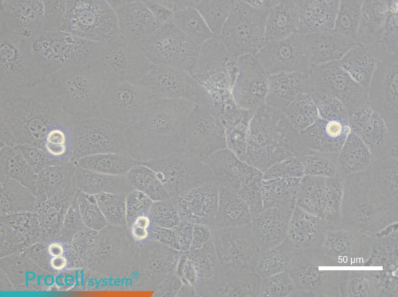 FU97 Cell Complete MediumFU97 Cell Complete Medium - 6