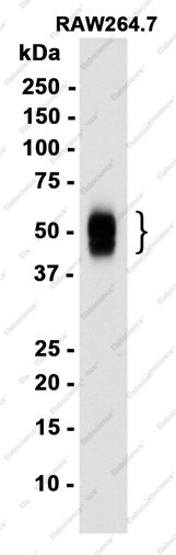 Recombinant CD63 Monoclonal Antibody - 1