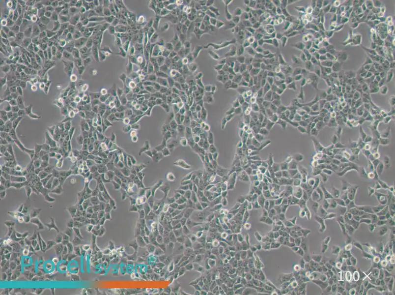 CAL 27 Cell Complete Medium - 3