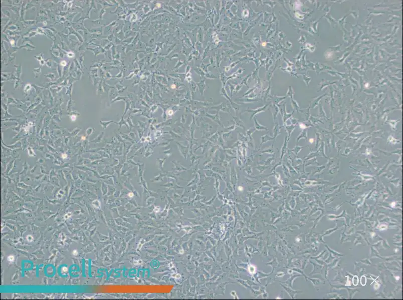 Mv.1.Lu [NBL-7] Cell Complete MediumMv.1.Lu [NBL-7] Cell Complete Medium - 3