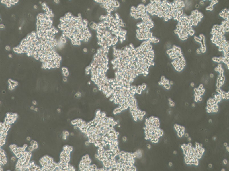 NCI-H82 [H82] Cell Complete Medium-searchlist-1