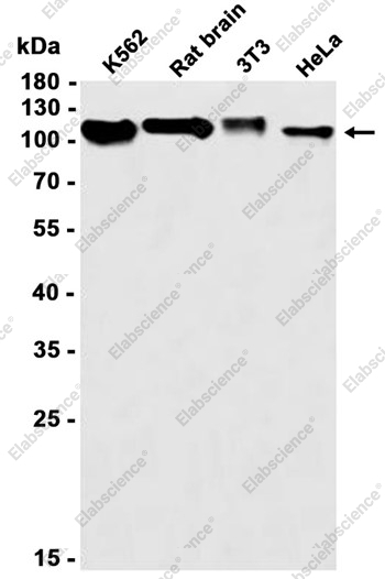 Recombinant Nicastrin Monoclonal Antibody - 1