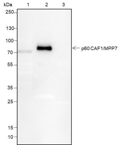 Recombinant p60 CAF1/MPP7 Monoclonal Antibody - small - 5