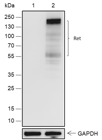 Recombinant Ret Monoclonal Antibody-searchlist-1