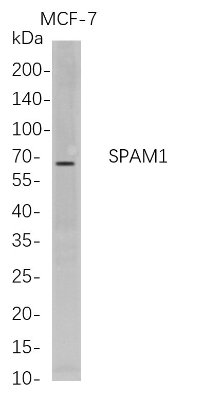 Recombinant SPAM1 Monoclonal Antibody-searchlist-1