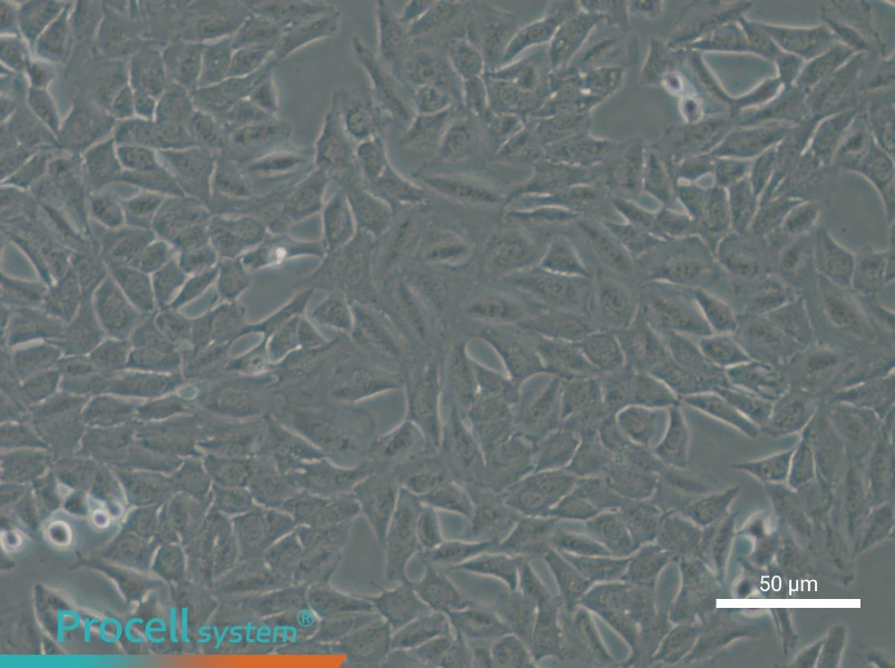 Py230 Cell Complete Medium - 5